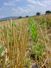 La combinanción de agromiquimicos es ideal para un cultivo sano