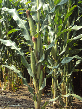 La combinanción de agromiquimicos es ideal para un cultivo sano