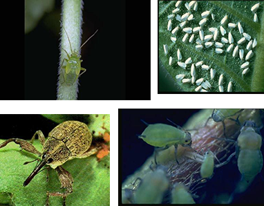 control sobre insectos nocivos al los cultivos con insecticidas y productos biorracionales